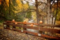 Pumpkins along small wooden bridge
