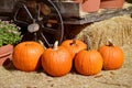 Pumpkins around am old farm wagon Royalty Free Stock Photo