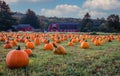 Pumpkins arranged on a farm with red barn in morning dew with fluffy clouds and blue sky for idyllic fall scene Royalty Free Stock Photo