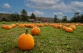 Pumpkins arranged on grass field in front of old red barn and corn stalks under blue cloudy sky Royalty Free Stock Photo