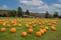 Pumpkins arranged on grass field in front of old red barn and corn stalks under blue cloudy sky Royalty Free Stock Photo