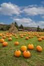 Pumpkins arranged on grass field in front of old red barn and corn stalks under blue cloudy sky Royalty Free Stock Photo