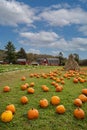 Pumpkins arranged on grass field in front of old red barn and corn stalks under blue cloudy sky Royalty Free Stock Photo