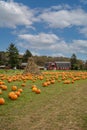 Pumpkins arranged on grass field in front of old red barn and corn stalks under blue cloudy sky Royalty Free Stock Photo