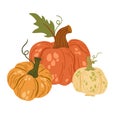 Pumpkins. Autumn composition with pumpkins. Fresh vegetables. Harvesting. Invitation to the Thanksgiving of the autumn season.