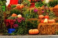 Pumpkins, autumn flowers, hays. Color still life