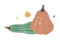 Pumpkins. Autumn pumpkins. Autumn halloween vegetables. Vector illustration.