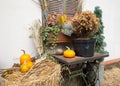 Pumpkins and autumn leaves, symbol of Autumn harvest, Thanksgiving, Mabon sabbat and Halloween holiday. fall seasonal Royalty Free Stock Photo