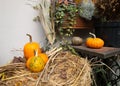 Pumpkins and autumn leaves, symbol of Autumn harvest, Thanksgiving, Mabon sabbat and Halloween holiday. fall seasonal Royalty Free Stock Photo