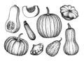 Pumpkins big set Royalty Free Stock Photo