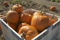 Pumpkins in box ready to ship