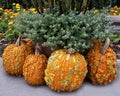 Pumpkins with bumps, plants and flowers at the Dallas Arboretum in Texas.