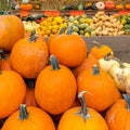 Pumpkins, butternut and buttercup