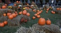 Pumpkins, chrysanthemums and hay bales on a green meadow Royalty Free Stock Photo