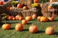 Pumpkins, chrysanthemums and hay bales on a green meadow Royalty Free Stock Photo