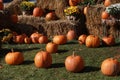 Pumpkins, chrysanthemums and hay bales on a green meadow Royalty Free Stock Photo