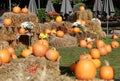 Pumpkins, chrysanthemums and hay bales on a green meadow Royalty Free Stock Photo