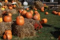 Pumpkins, chrysanthemums and hay bales on a green meadow Royalty Free Stock Photo