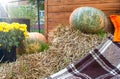 Pumpkins, yellow chrysanthemums in pot. Thanksgiving day decorating farmhouse gourds. Arrangement for harvest festival in village