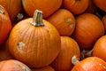 Pumpkins Closeup Many Group Multiple Background Texture Orange H