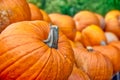 Pumpkins Closeup Many Group Multiple Background Texture Orange H