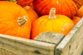 Pumpkins Closeup Many Group Multiple Background Texture Orange H