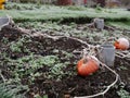 Pumpkins on cold winter day grow in the garden Royalty Free Stock Photo