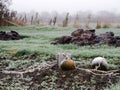 Pumpkins on cold winter day grow in the garden Royalty Free Stock Photo