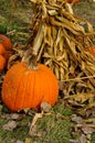 Pumpkins with corn stalks at harvest Royalty Free Stock Photo