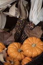 Pumpkins and Corn for Thanksgiving Decor Royalty Free Stock Photo