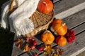 Pumpkins, crab apples, colorful maple leaves and rowanberry near wicker basket with knitted shawl. Royalty Free Stock Photo