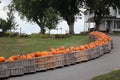 Pumpkins in a crate Royalty Free Stock Photo