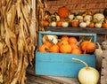 Pumpkins of different shapes and colors in wooden boxes. autumn seasonal work, Royalty Free Stock Photo