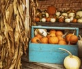 Pumpkins of different shapes and colors in wooden boxes. autumn seasonal work, Royalty Free Stock Photo