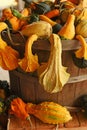 Pumpkins of different shapes and colors in wooden boxes. autumn seasonal work, harvesting Royalty Free Stock Photo