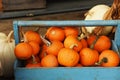 Pumpkins of different shapes and colors in wooden boxes. autumn seasonal work, Royalty Free Stock Photo