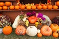 Pumpkins, gourds and flower still life Royalty Free Stock Photo