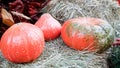 pumpkins of different sizes and colors lie on the straw for Thanksgiving in a rustic style. autumn vegetables. halloween Royalty Free Stock Photo