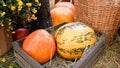 pumpkins of different sizes and colors lie on the straw for Thanksgiving in a rustic style. autumn vegetables. halloween Royalty Free Stock Photo