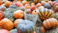 pumpkins of different sizes and colors lie on the straw for Thanksgiving in a rustic style. autumn vegetables. halloween Royalty Free Stock Photo
