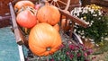 pumpkins of different sizes and colors lie on the straw for Thanksgiving in a rustic style. autumn vegetables. halloween Royalty Free Stock Photo