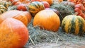 pumpkins of different sizes and colors lie on the straw for Thanksgiving in a rustic style. autumn vegetables. halloween Royalty Free Stock Photo