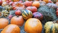 pumpkins of different sizes and colors lie on the straw for Thanksgiving in a rustic style. autumn vegetables. halloween Royalty Free Stock Photo