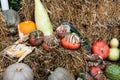 Pumpkins of different types, shapes, sizes and colors Royalty Free Stock Photo