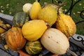 Pumpkins in different varieties Royalty Free Stock Photo