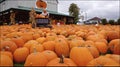 Pumpkins on display in a farm market, Orangeville, Ontario, Canada