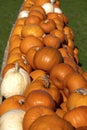 Pumpkins drying in the sun Royalty Free Stock Photo