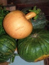 Pumpkins family. Group of different varieties fruits background