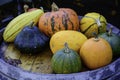 Pumpkins family. Selection of various pumpkins