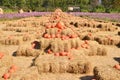 Pumpkins farm